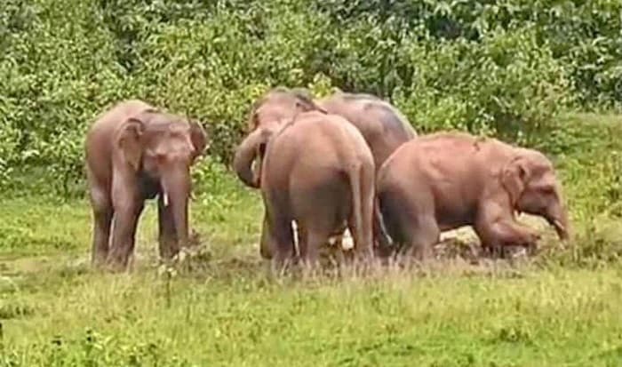 Elephant gets stuck in jungle due to heavy rain, elephant destroys house worth over Rs 25 crore in violence
