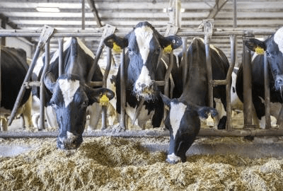Tamil Nadu plans 22,500 milch cows to boost Aavin milk procurement
