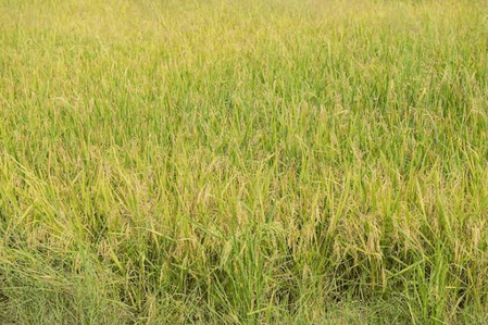 TN farmers seek govt help as wild rice weed spreads across paddy fields in Kanyakumari