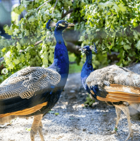 'Photo of the Week': UN celebrates arrival of five peacocks gifted by India in Geneva