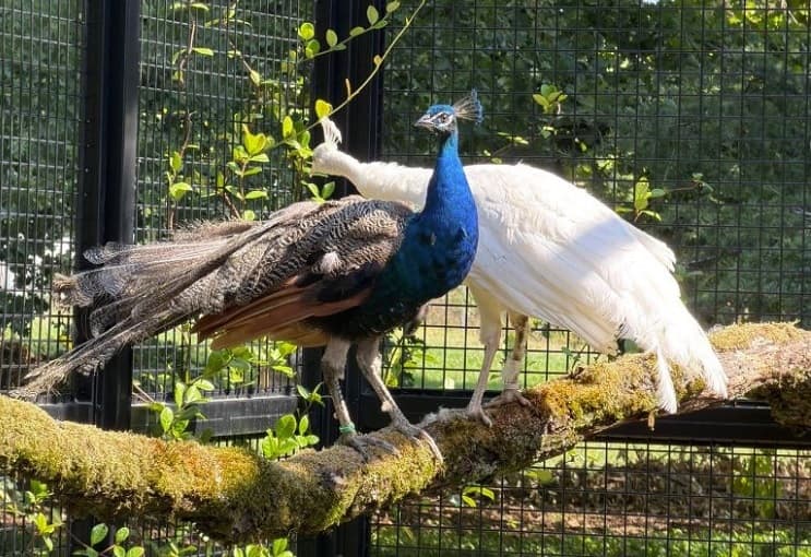 India’s special initiative at the UN: A family of five peacocks arrives in Geneva; the UN names it ‘Photo of the Week’.