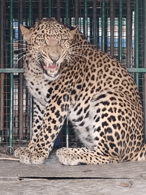 Two leopards captured in J&K's Budgam