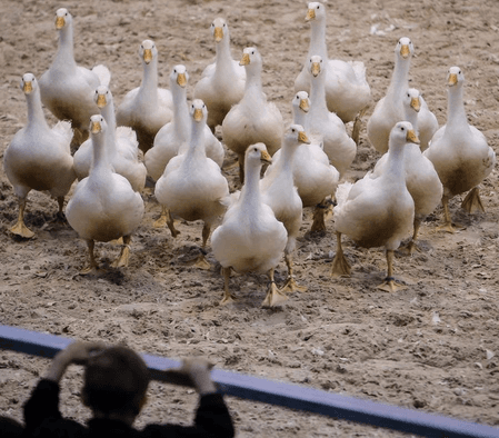 Australia to vaccinate vulnerable species against H5N1 bird flu