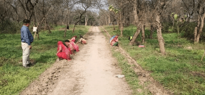 Punjab to expand tree cover, enhance biodiversity through JICA
