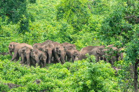 WII gives clarion call to save our gentle giants on World Elephant Day