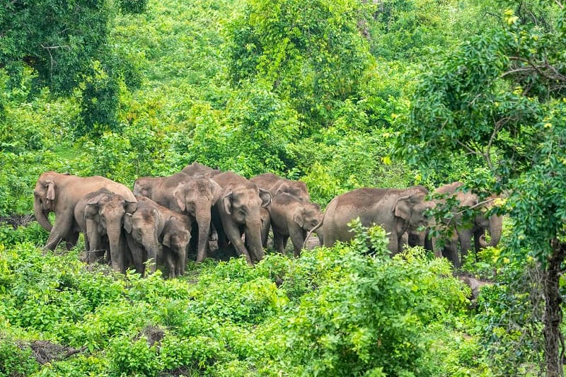 On World Elephant Day, Bhupendra Yadav said - There are 33 sanctuaries and 150 corridors in the country for elephant conservation.