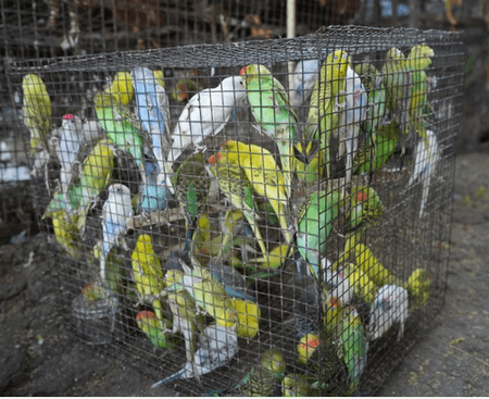 Delhi: 863 animals and birds rescued after joint raid against illegal wildlife trade