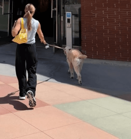 Kristen Bell shares BTS from ‘Frozen 3’ making with her ‘temporary’ furry ‘admin assistant’