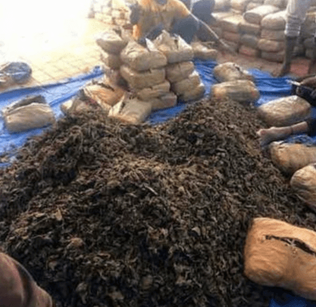 Odisha steps up vigilance against illegal ganja cultivation on govt land