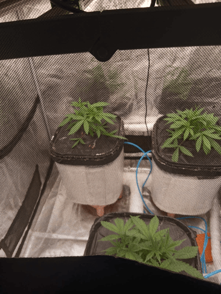 Hydroponic cannabis lab busted in Mumbai home; one arrested