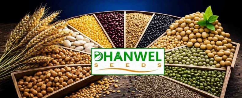 New Ipo Dhanwel Hybrid Seeds