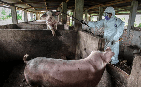 African Swine Fever cases in wild boar rise, disrupting Finland's pork export