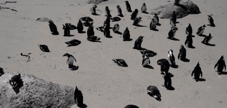 Dead penguins found on Australian island to be tested for H5N1 bird flu