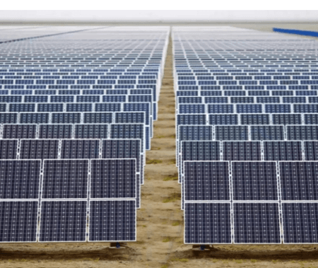 Solar expansion in China causes bird diversity decline: Report