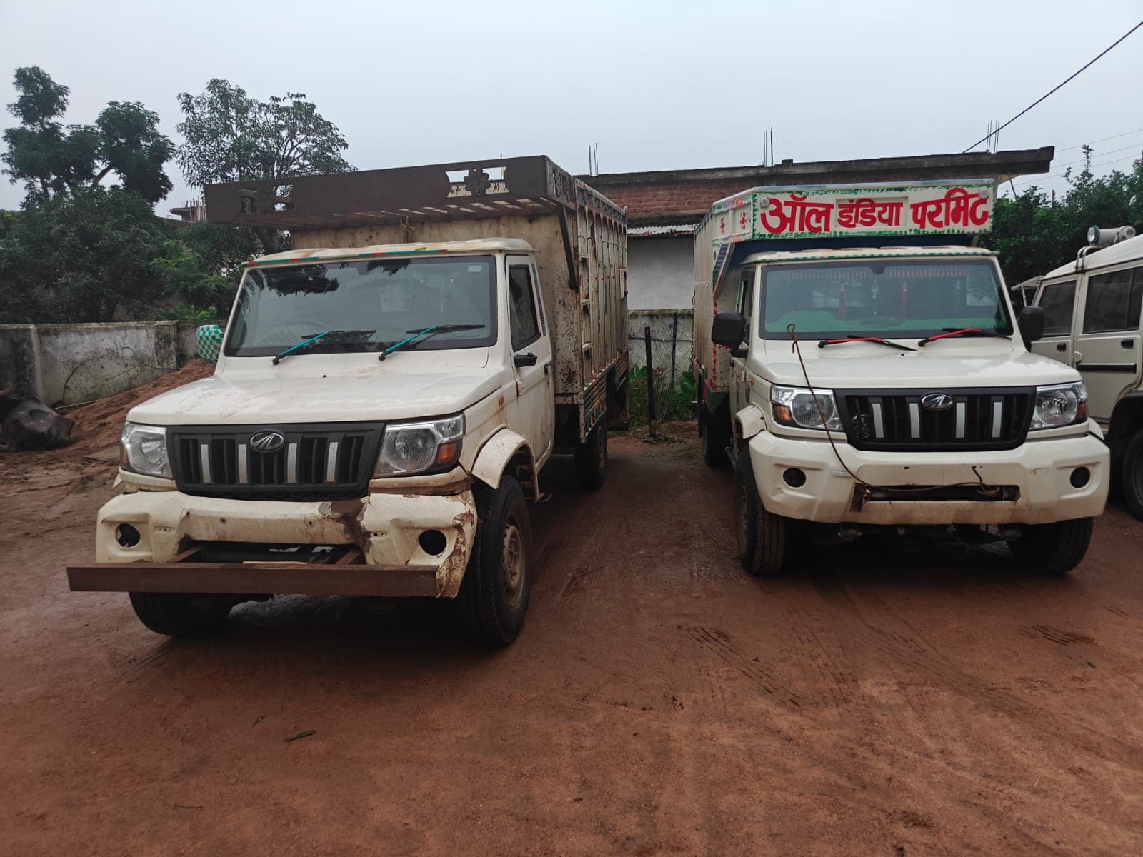 14 Cattle Found In Two Pickup