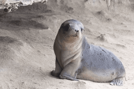 South Australia reports 2nd suspected mammal bird flu case in seal