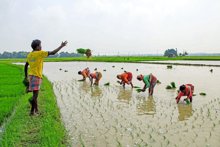 India's monsoon improves, eases risks for Kharif crop: Report