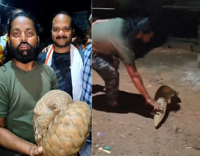 Mp Shivpuri Rare Pangolin Enter House Rescued Safe