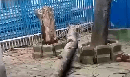 Woman dies after tree falls on her in Kolkata's SSKM hospital