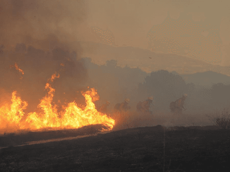 Wildfire in western US' Nevada destroys dozens of homes, injures 7
