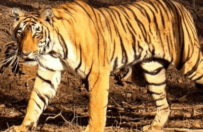 Tigress captured after wandering close to residential areas in Karnataka's Chamarajanagar