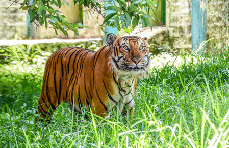 TN's Gudalur shuts down for 48 hours as hunt for tiger intensifies