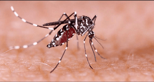 KMC, Metro Railway Kolkata start special drive to eradicate dengue