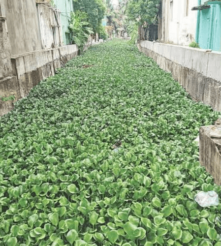 Chennai's hyacinth-choked Vyasarpadi canal raises flood fears