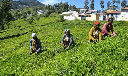 Rainfall deficit impacts tea leaf output in TN's Nilgiris