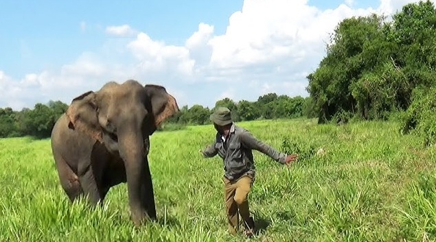 Injured tusker treated successfully in Hindol range